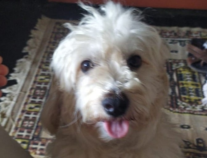 Chico é encontrado minutos após manchete no Au, Au, Miau