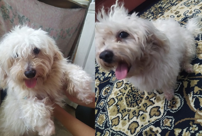 Amor sem igual: Leitor vê apelo, recusa recompensa e Chico está de volta