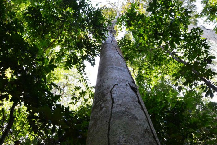 Hoje: Dia Nacional da Mata Atlântica é comemorado com ação no Centro de Linhares