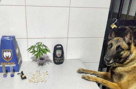 Até pé de maconha apreendido em ação da Força Tática no Santa Cruz