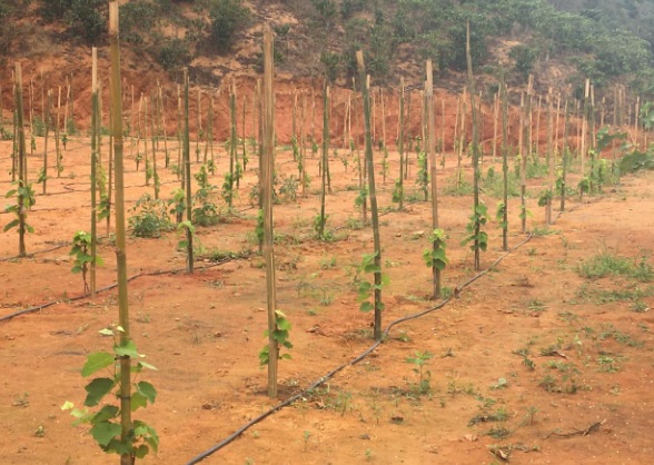 São Rafael: Agendado Dia de Campo em Linhares, com destaque para a uva