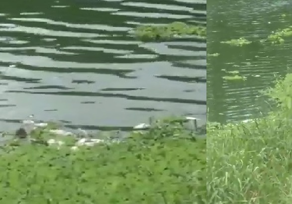 Vídeo: Só vê peixe morto, diz leitor em imagens do sábado em lagoa de Linhares