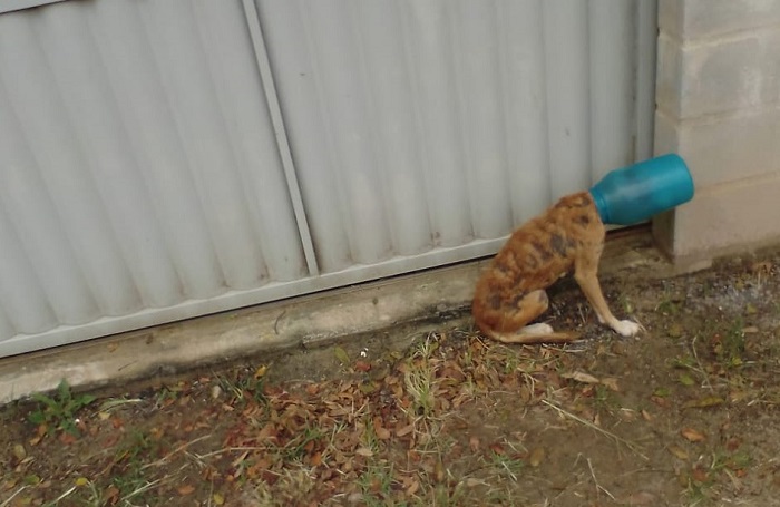 Maldade com cachorro revolta morador de Regência