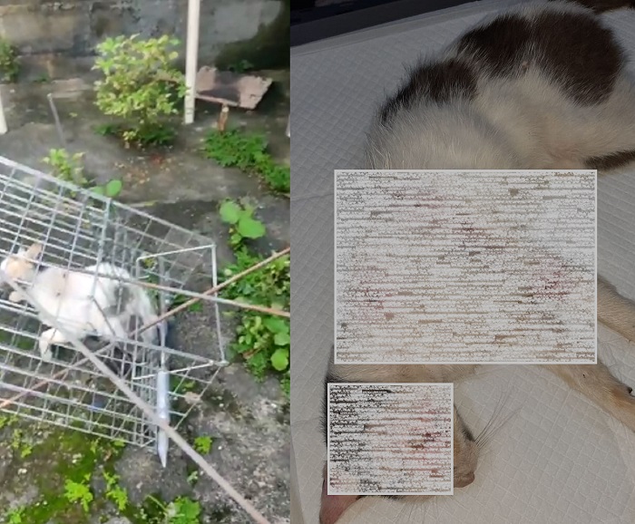 Mulher se desespera ao filmar gato espetado vivo no Laguna, em Linhares