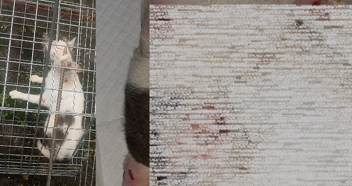 Gato maltratado: Delegados começam a ouvir testemunhas. Protetores pedem justiça
