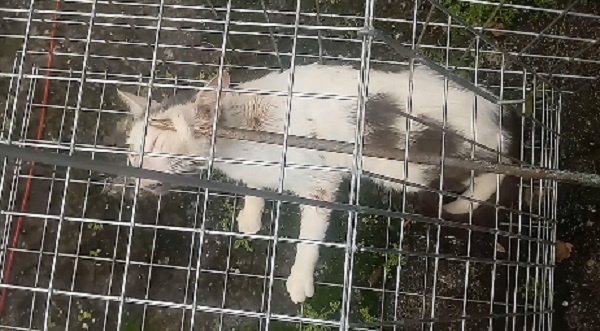Laguna: Autor de maus-tratos é funcionário da Prefeitura de Linhares