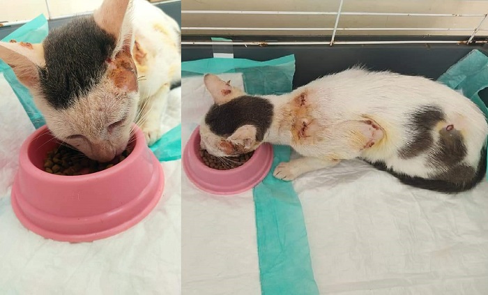Protetora mostra fotos e atualiza notícias de gato ferido com espeto em Linhares