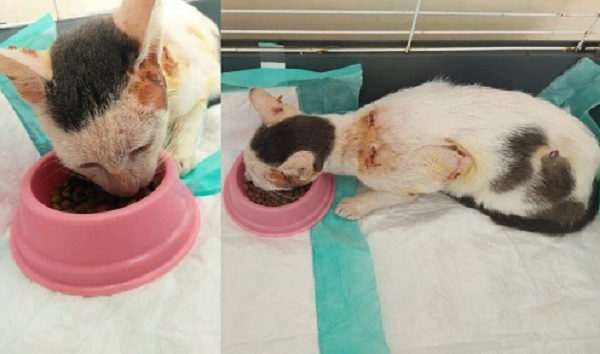 Justiça manda soltar homem que torturou gato com vergalhão em Linhares