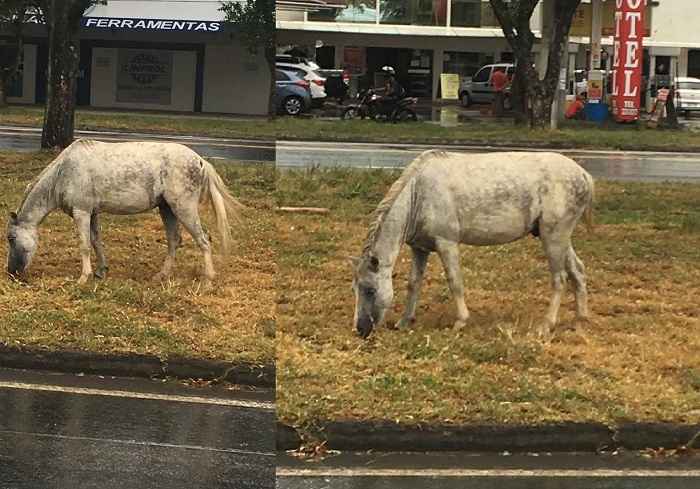 Cavalo pasta tranquilamente em canteiro na BR-101 em Linhares