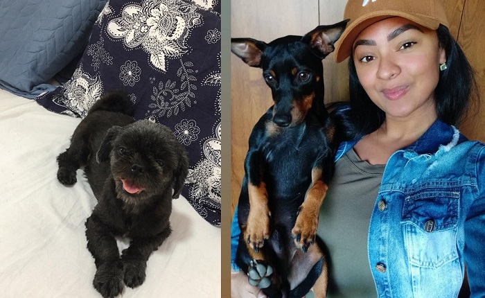 Um final feliz e outro triste no AU, Au, Miau: Sofia é encontrada, mas o Fred virou estrelinha