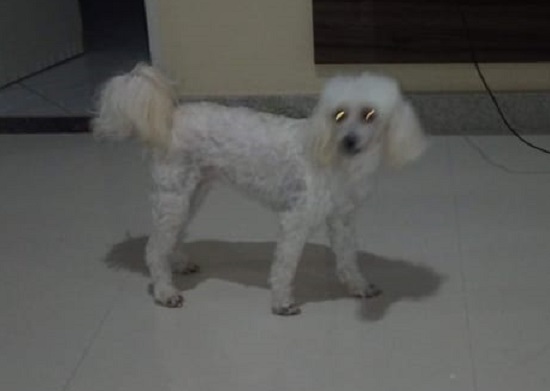 Final feliz! Mel é encontrada: Viu o número no site, disse leitora