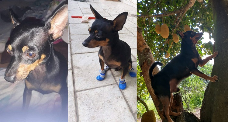 Recompensa: Max foge no Interlagos. Me ajudem, é como meu filho, dia dona