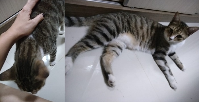 Olha o Faísca aí! É outro final feliz no Au, Au, Miau