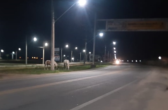 Não é fazenda, é a Estrada do Pontal mesmo, diz leitor sobre cavalos pastando em Linhares