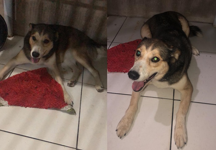 Pérola é encontrada minutos após leitora pedir ajuda no Au, Au, Miau