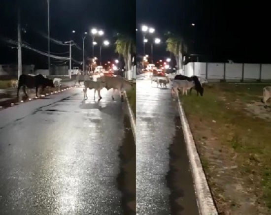 Vídeo: Daqui a pouco estarão lá no Centro, diz leitor sobre boiada no Três Barras