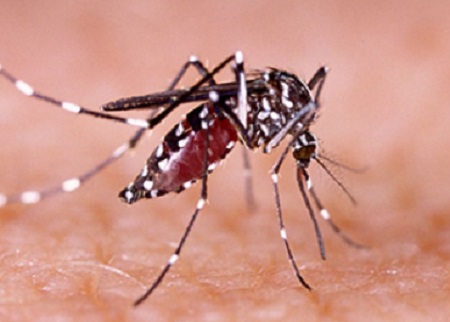 Linhares fechou 2020 com quase 4 mil casos de dengue
