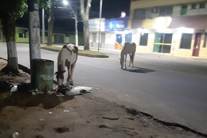 Em Linhares é assim: Cavalos reviram lixo e quase causam acidentes pelos bairros