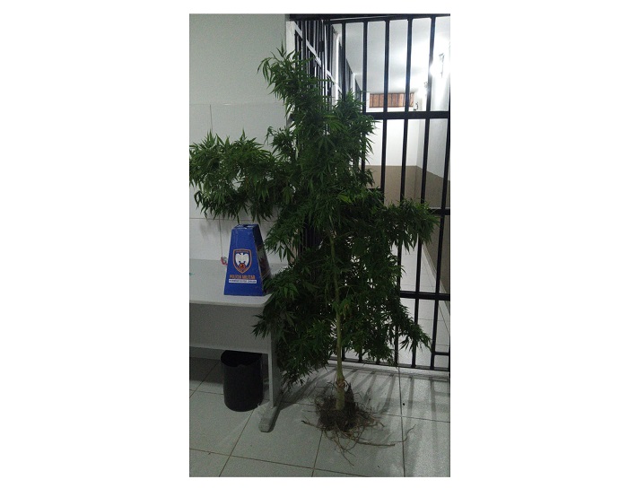 Jocafe: Dono de pezão de maconha também possuía sementes e balança de precisão
