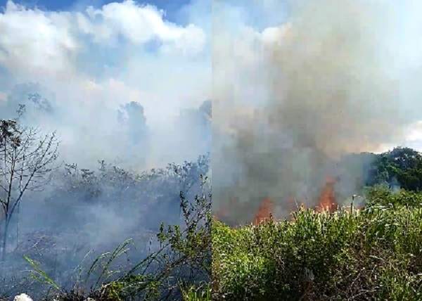 Incêndio em área de mata mobiliza Corpo de Bombeiros em Linhares