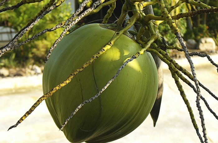 Incrível! 7 derivados do coco para incluir na sua dieta