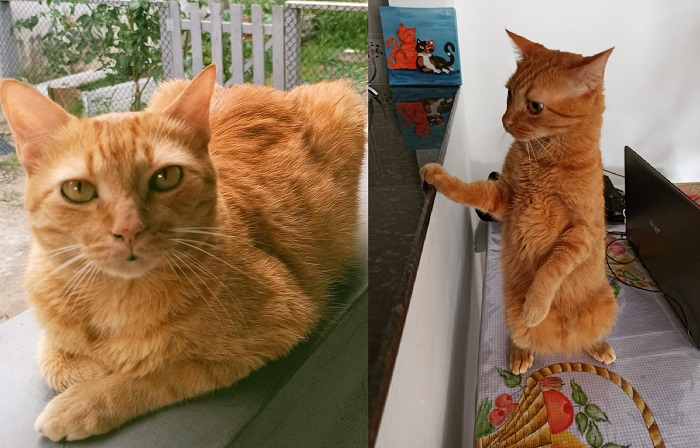 Tem recompensa: Simba foge no Interlagos, irmã inseparável sente e nem quer mais comer