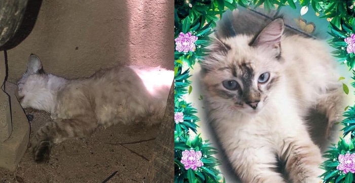 Gatinha envenenada no Aviso deixa 4 filhotes órfãos. Vídeo: