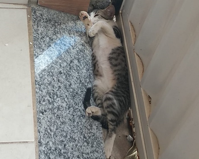Envenenamento: Família salva gato que agonizava na garagem, no Aviso