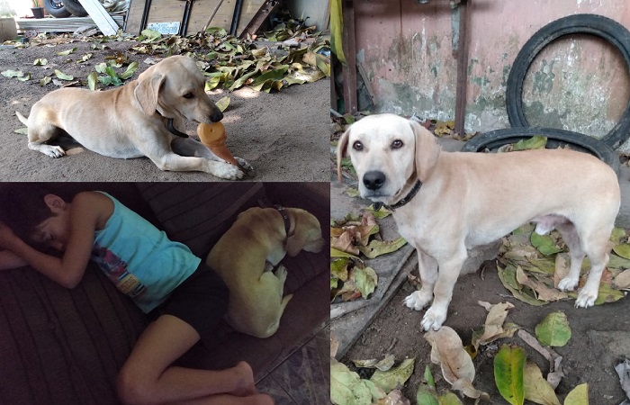 Todynho, amigo de todas as horas, foge no Interlagos