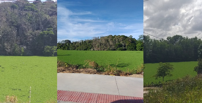 Leitora sobre lagoa de Linhares: Não aguento tanto mau cheiro e mosquitos