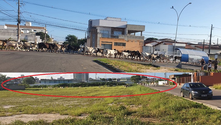 Saaaai da frenteee! Boiada chama a atenção bem cedinho no Três Barras