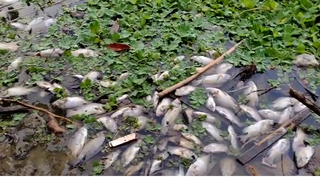 Grande mortandade de peixes em lagoa de Linhares. Vegetação tomou conta e nem permite ver a água