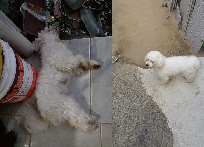 Cachorros são envenenados em Bebedouro. Leitora se desespera ao encontrar o dela morto