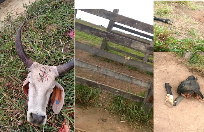 Vacas são abatidas e carne furtada no interior de Linhares. Vídeo