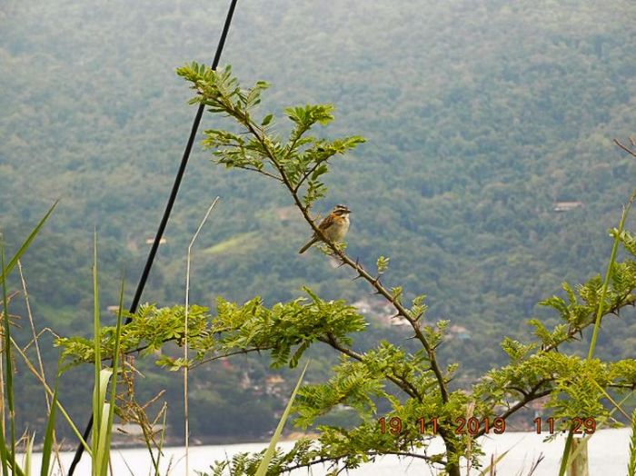 Mais de 25 mil espécies da flora só existem no Brasil, mostra estudo