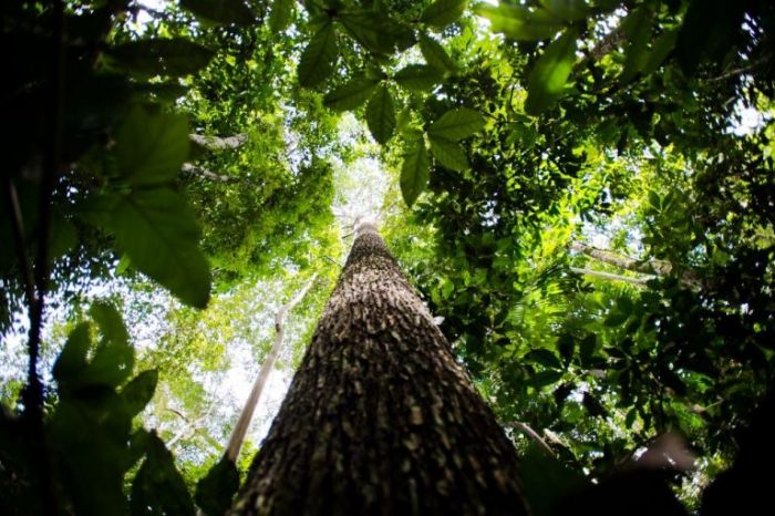 Frente ambientalista debate mudanças na lei sobre concessões florestais