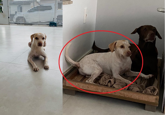 Pipoca: Cachorro com trauma de humanos foge no Juparanã, e donos pedem ajuda