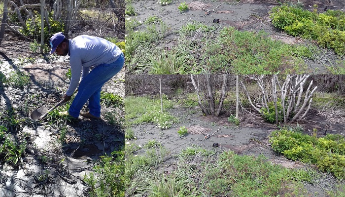 Esgoto in natura é despejado na restinga do Pontal do Ipiranga