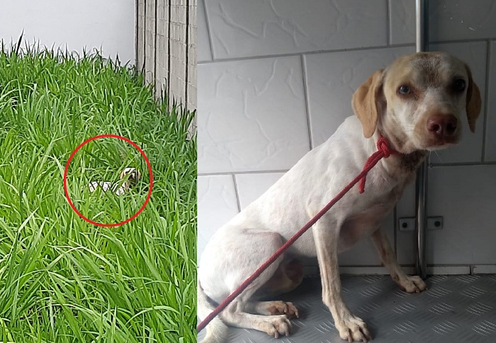 Pipoca é encontrado após divulgação no Au, Au, Miau