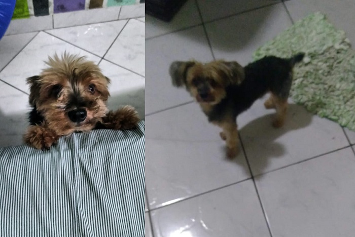 Luck: Cachorrinho cego de 1 olho foge no Movelar, e tem recompensa para quem encontra-lo