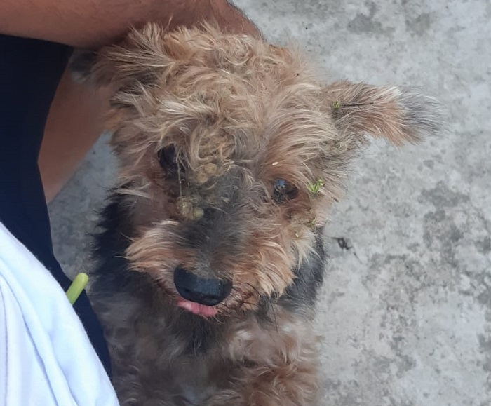 Olha o Luck aí! Ele apareceu, e devorou a ração que viu pela frente!