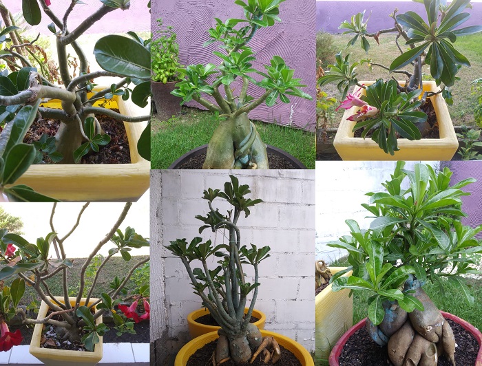 Incrível! Hospital de Rosa do Deserto transforma plantas em Linhares
