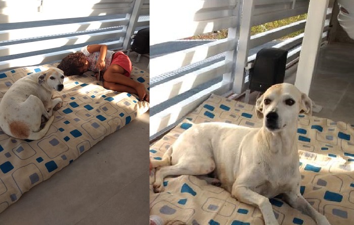 Tem recompensa: Lisa foge no Linhares 5 após se assustar com secador em Pet Shop