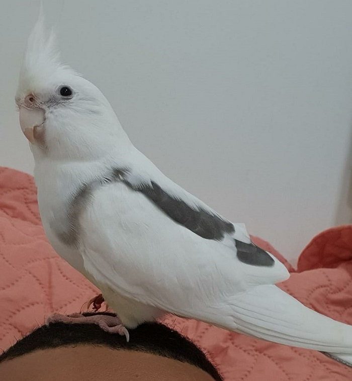 Recompensa para quem encontrar Snow, calopsita que fugiu no Bº Planalto