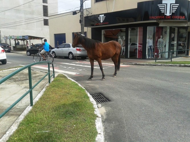 Cenas da cidade: internauta registra cavalo “dando um rolé” no Centro de Linhares