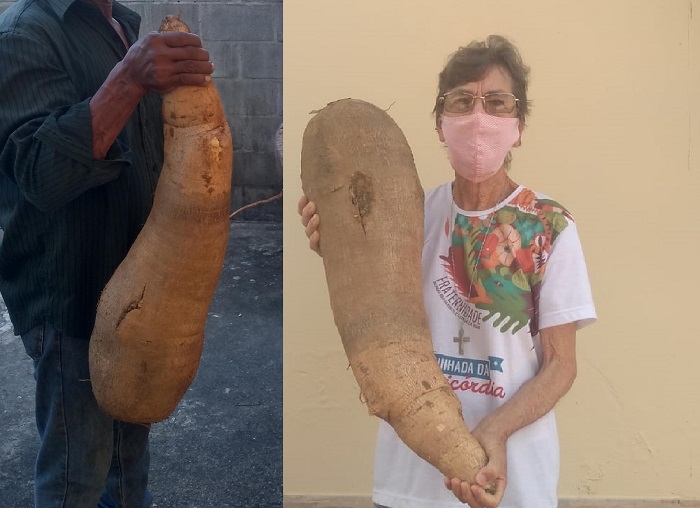 Tamanho de aipim colhido em projeto social impressiona em Linhares