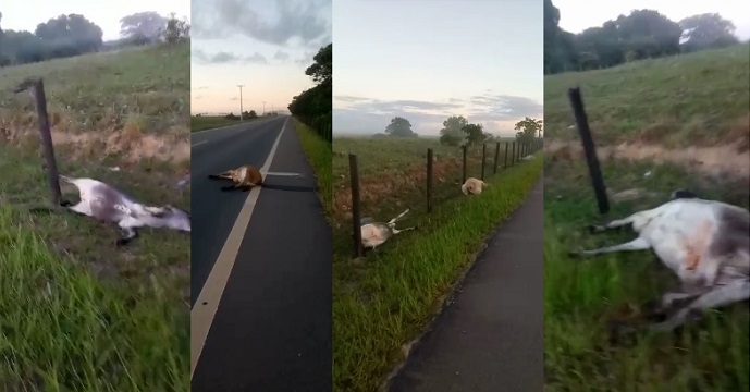 Vídeo: Cinco novilhas morrem atropeladas na Estrada do Pontal