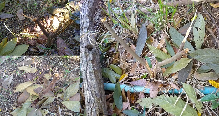 Vândalos destroem lavoura de cacau e furtam bananas em ilha do Rio Doce