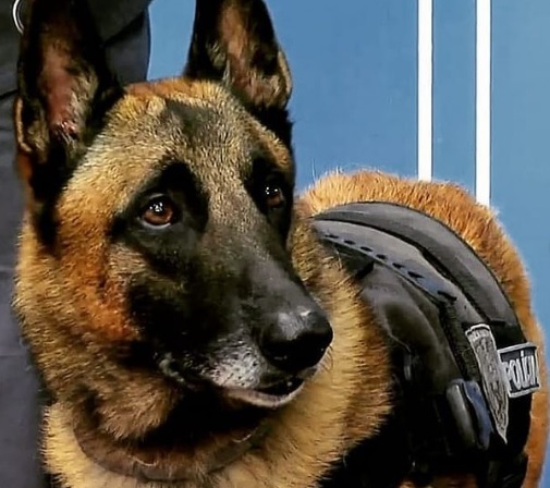 Faro: Cão policial sinaliza, e Força Tática apreende drogas no Santa Cruz