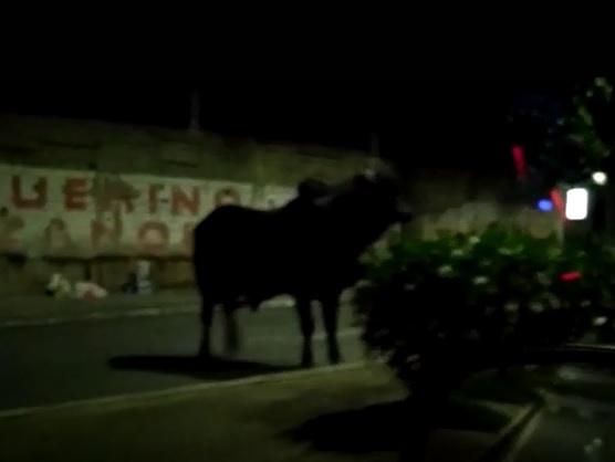 Vídeo: Touro agita importante avenida de Linhares em plena madrugada
